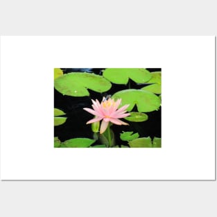 Blue Dragonfly On Pink Flower Posters and Art